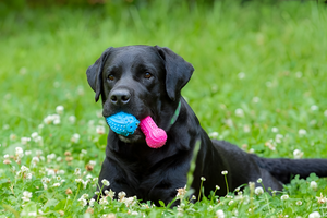 Choosing the Right Pet Toys Matters