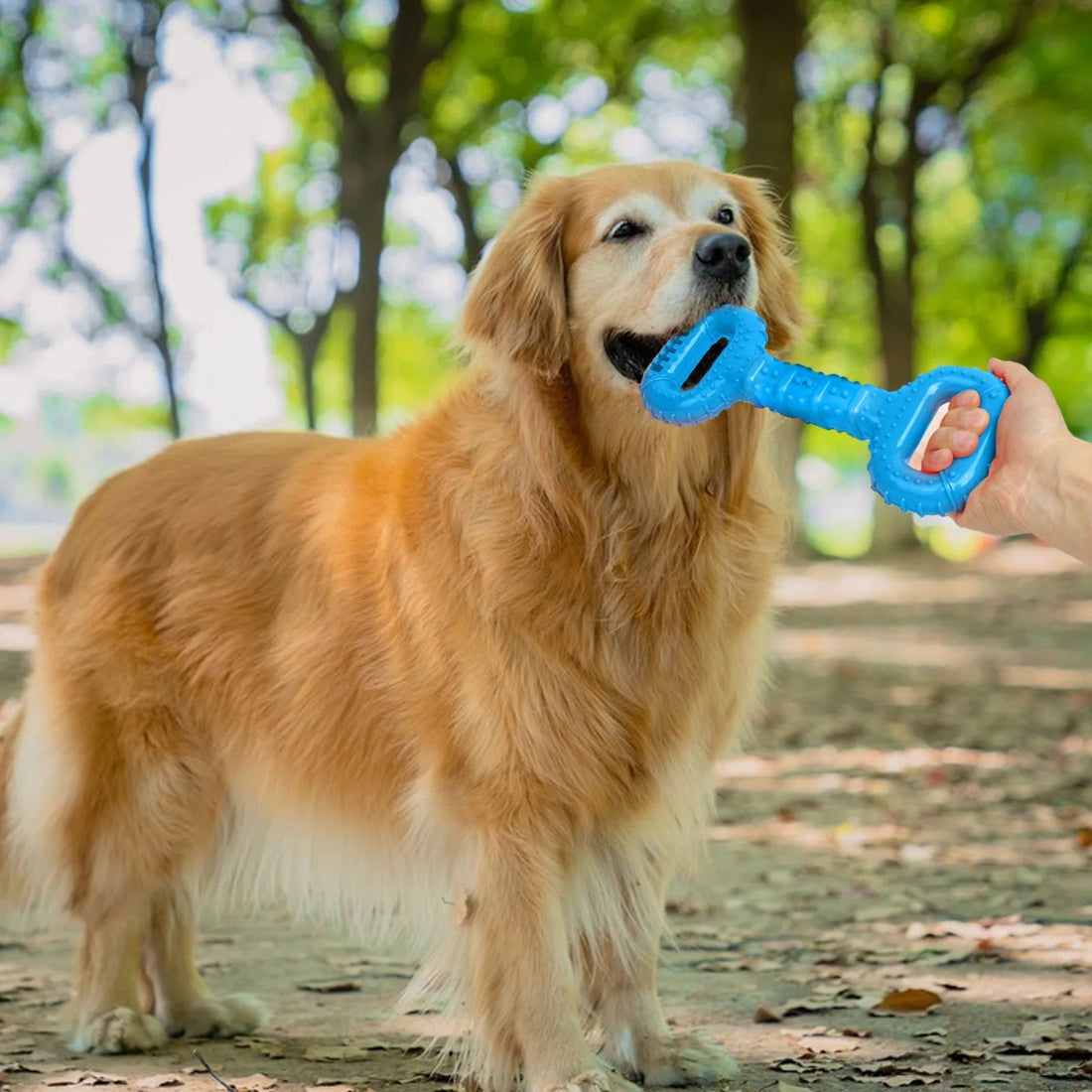 Long-Lasting Interactive Dog Chew Bone Durable Teething Toy