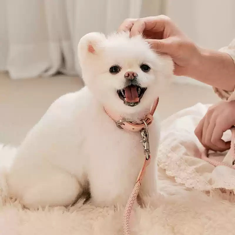 Leather Pet Collar With Handheld Leash For Small Dogs