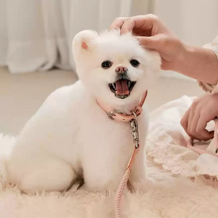 Leather Pet Collar With Handheld Leash For Small Dogs