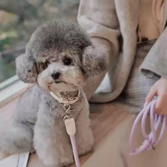 Leather Pet Collar With Handheld Leash For Small Dogs