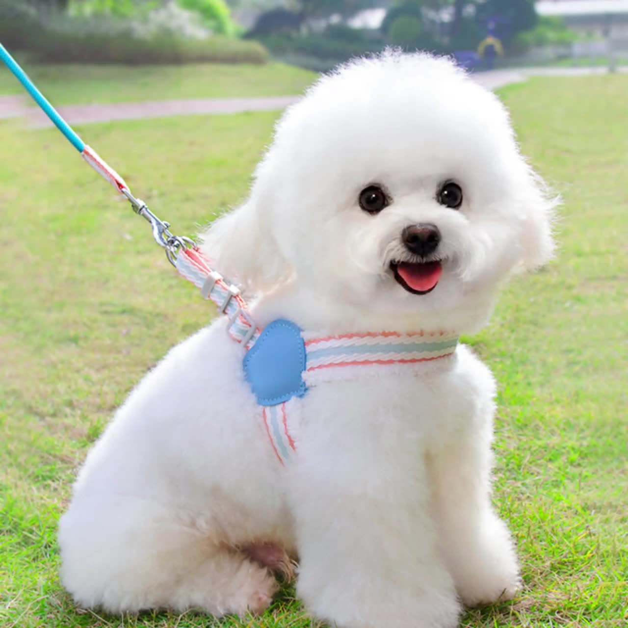 Breathable Summer Pet Harness Vest With Leash For Small Dogs