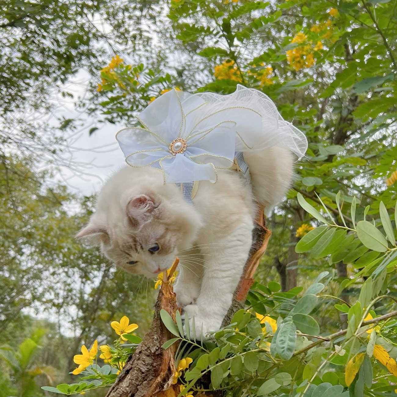 Multi-Layer Yarn Pet Leash Universal For Cats And Puppies