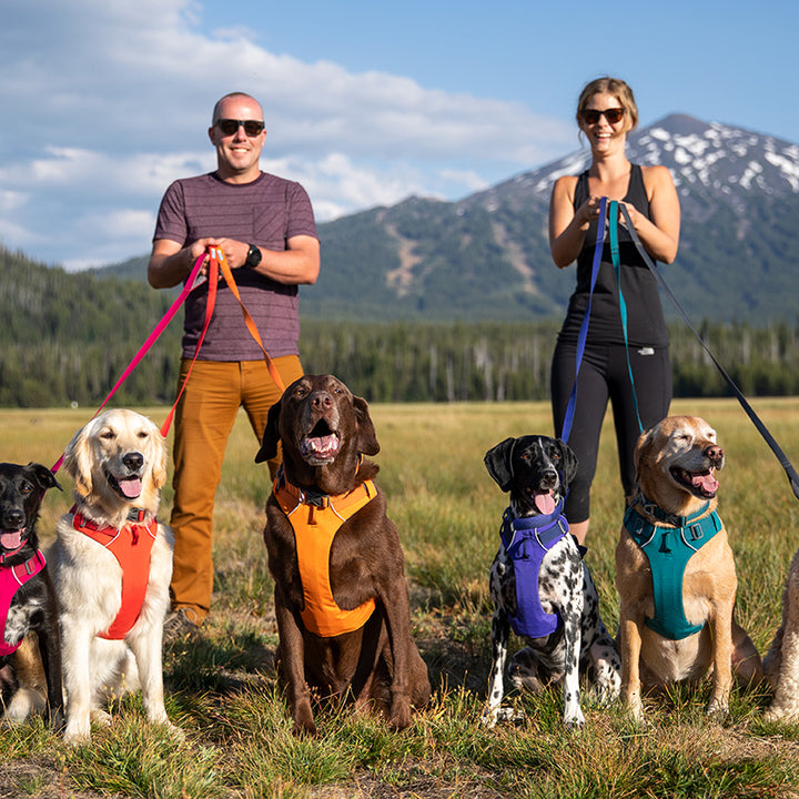 Adjustable Pet Chest and Back Harness Leash