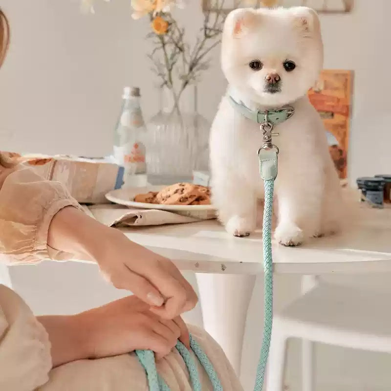 Leather Pet Collar With Handheld Leash For Small Dogs