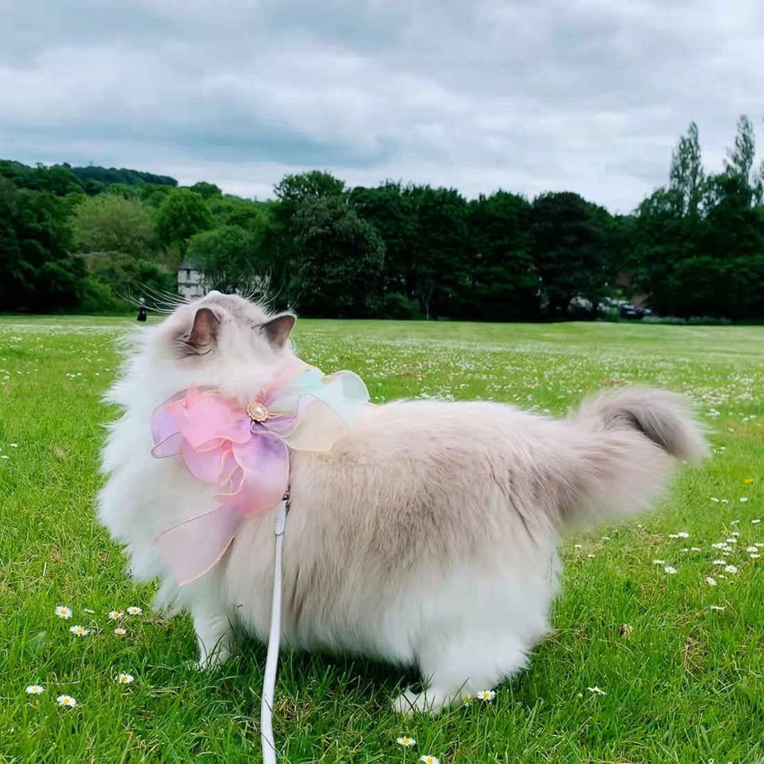 Butterfly Design Retractable Pet Leash Tangle-Free Safety